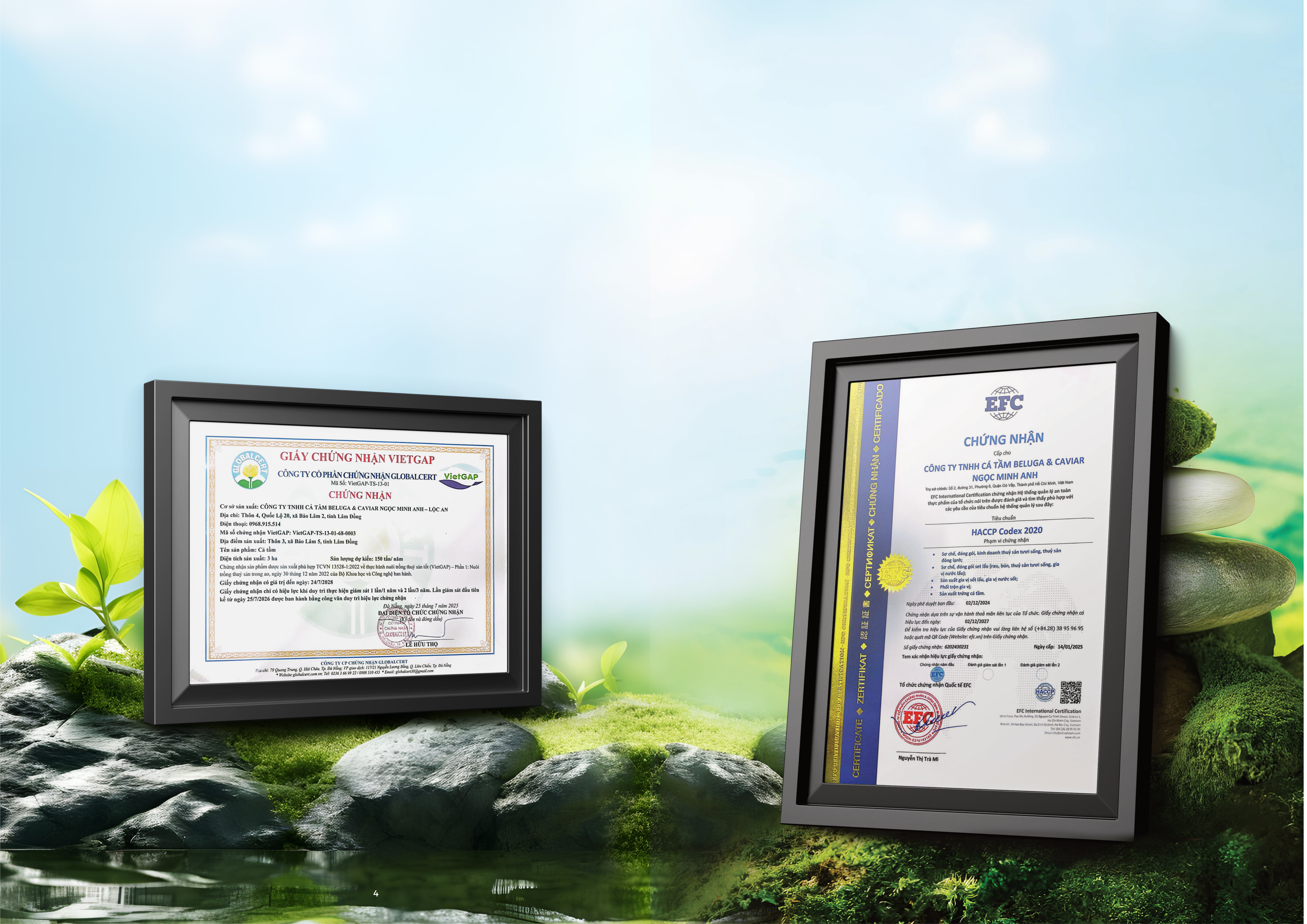 Giấy chứng nhận VietGAP và HACCP Codex 2020 - Ngọc Minh Anh